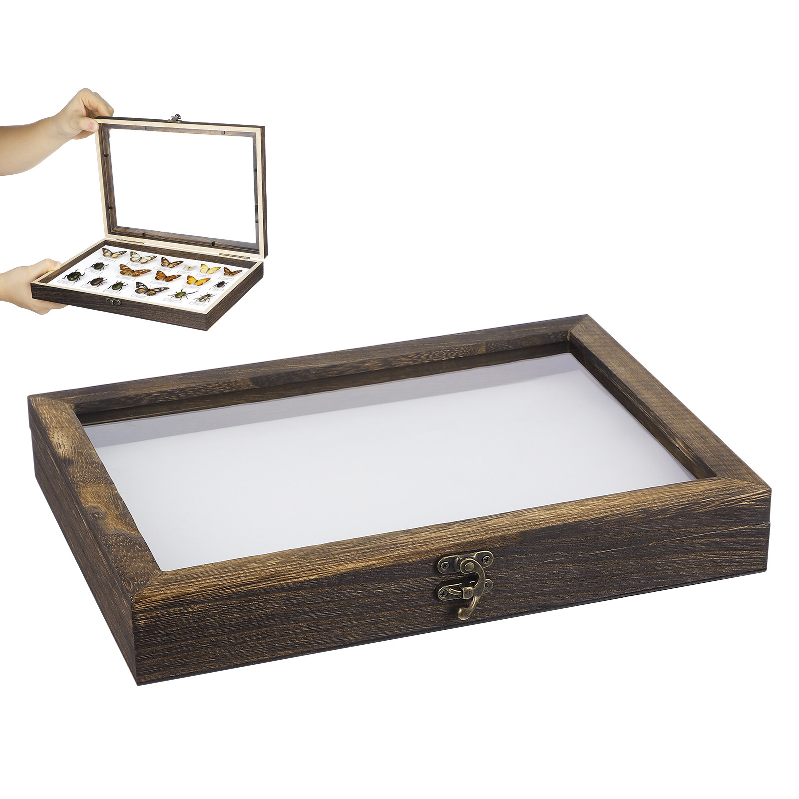 1Set Wood Specimen Showcase In - Frame Display Wood 评论和价格