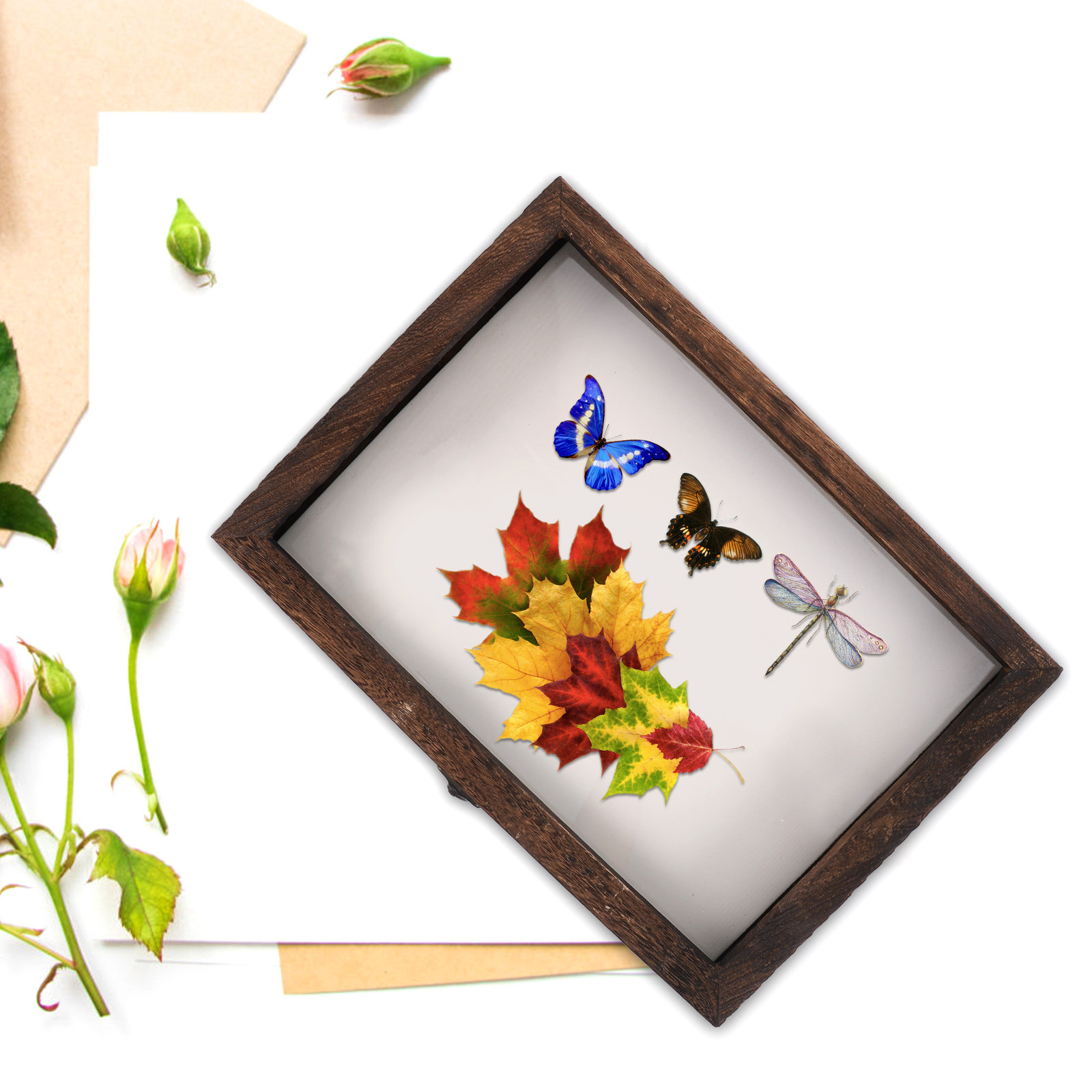 1Set Wood Specimen Showcase In - Frame Display Wood 评论和价格