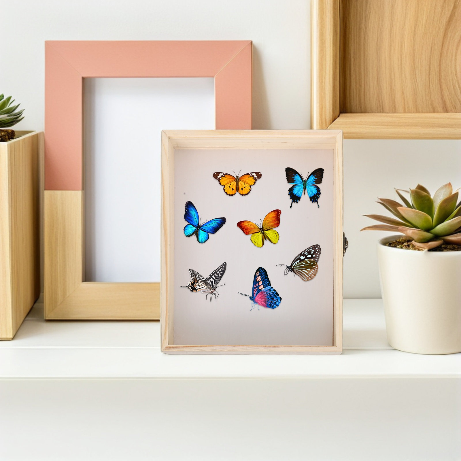 Solid Wood Insect Specimen Dis - Frame Display Wood 评论和价格