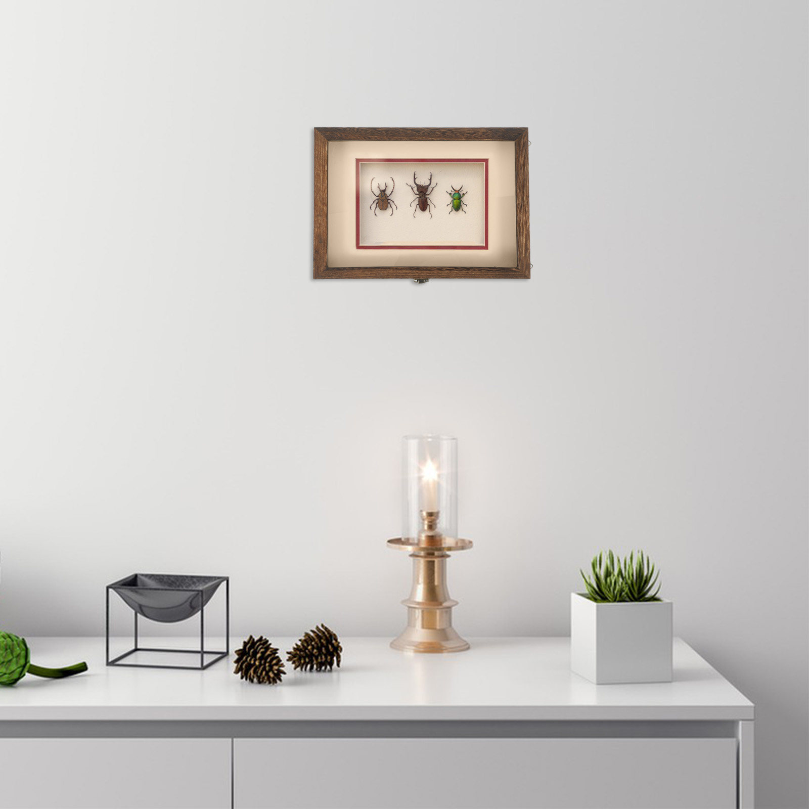 1Set Insect Specimen Display B - Frame Display Wood 评论和价格